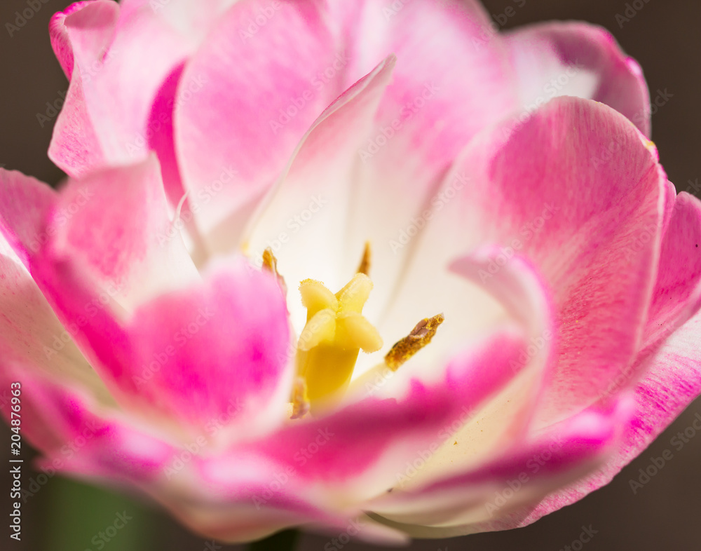 pink and white tulip