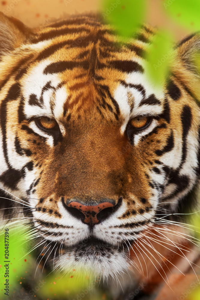Close up of a Siberian tiger (Panthera tigris altaica). Close up of a Siberian tiger (Panthera tigris altaica).