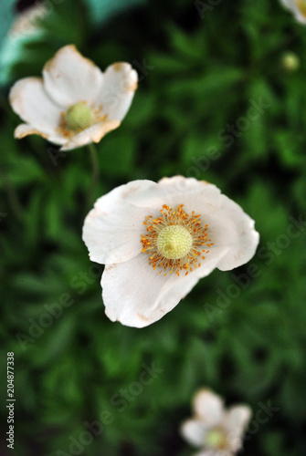 White poppy flowers blooming  soft blurry vertical background