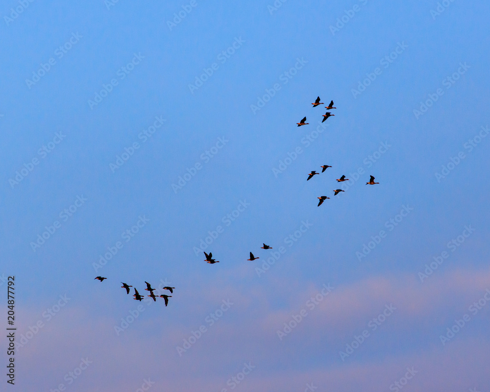 Migratory birds against the blue sky at sunset