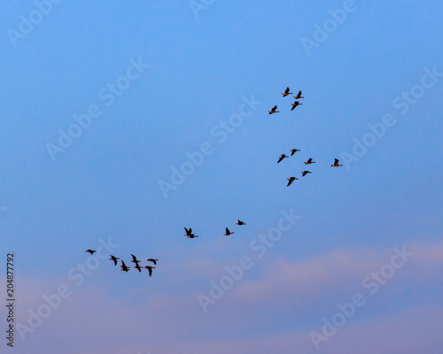 Migratory birds against the blue sky at sunset