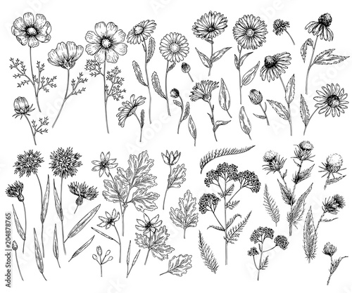 Hand drawn wild hay flowers. Medical herbs and plant. Calendula, Chamomile, Cornflower, Celandine, Cosmos, Yarrow, Thistle, Echinacea. Engraved. Cosmetic, essential oil, package, herbal tea, medicine