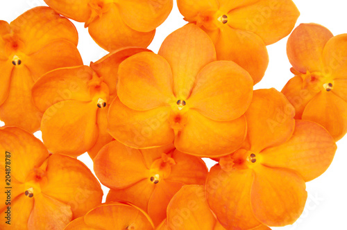 Orange color orchid isolated on white background.