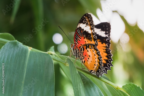 Butterfly on bamboo leaf. photo