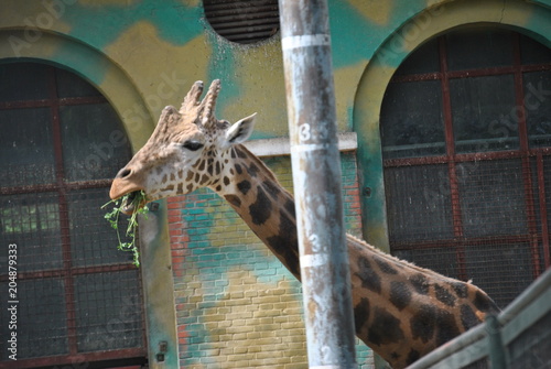Photography giraffe in the zoo
