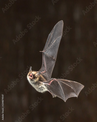 Rare Natterers bat in flight