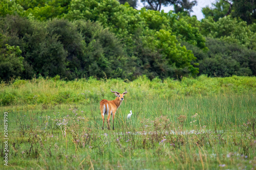 Fototapeta Naklejka Na Ścianę i Meble -  running antelope Waterbuck (Kobus ellipsiprymnus) in the african savannah namibia kruger park botswana masai mara	
