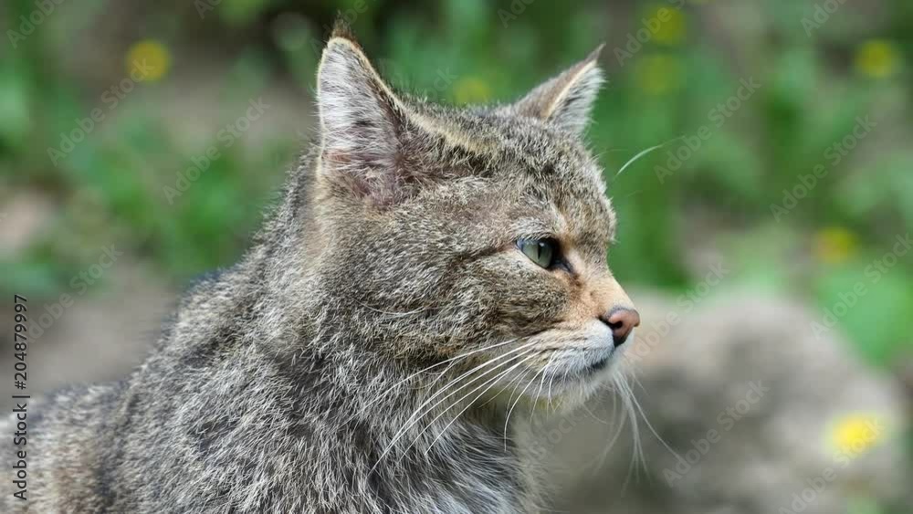 European Wild Cat (Felis silvestris) European Wild Cat (Felis silvestris)