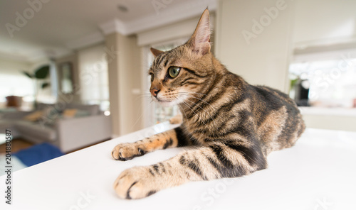 Beautiful relaxed domestic cat at home