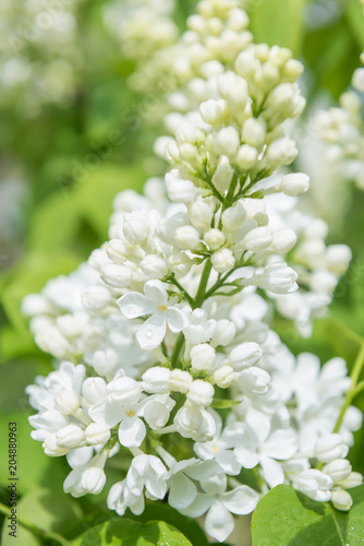 Branch of a lushly blooming white lilac 