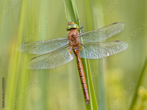 Green eyed hawker resting  on reed