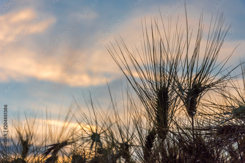 Obraz premium barley after the rain