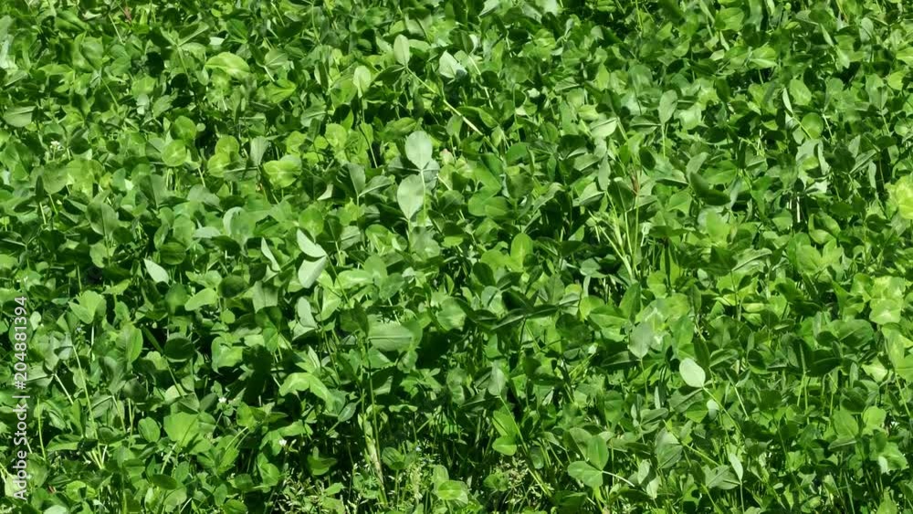 Clover in the meadow (Trifolium pratense). Green clovers foliage in spring. Clover in the meadow (Trifolium pratense). Green clovers foliage in spring.