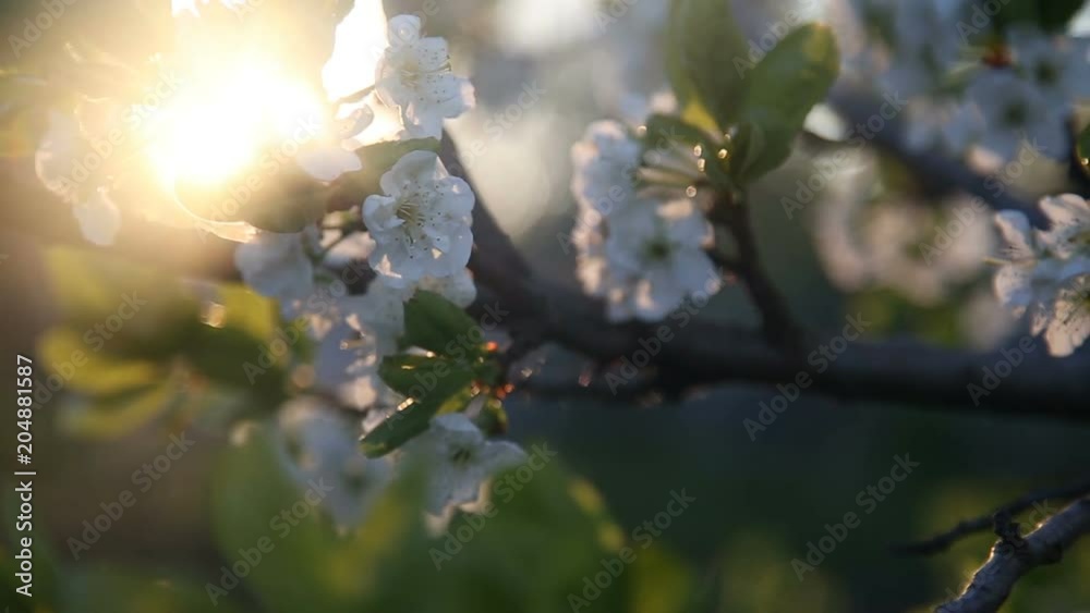 White Flowers Blossoms on the Branches Plum Tree