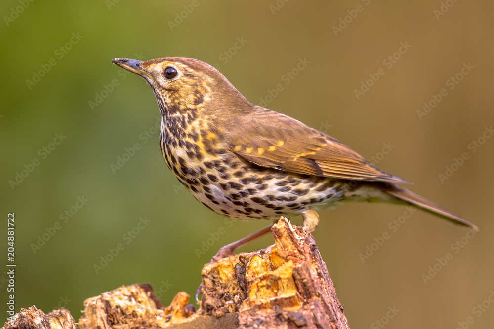 Fototapeta premium Song Thrush perched on log