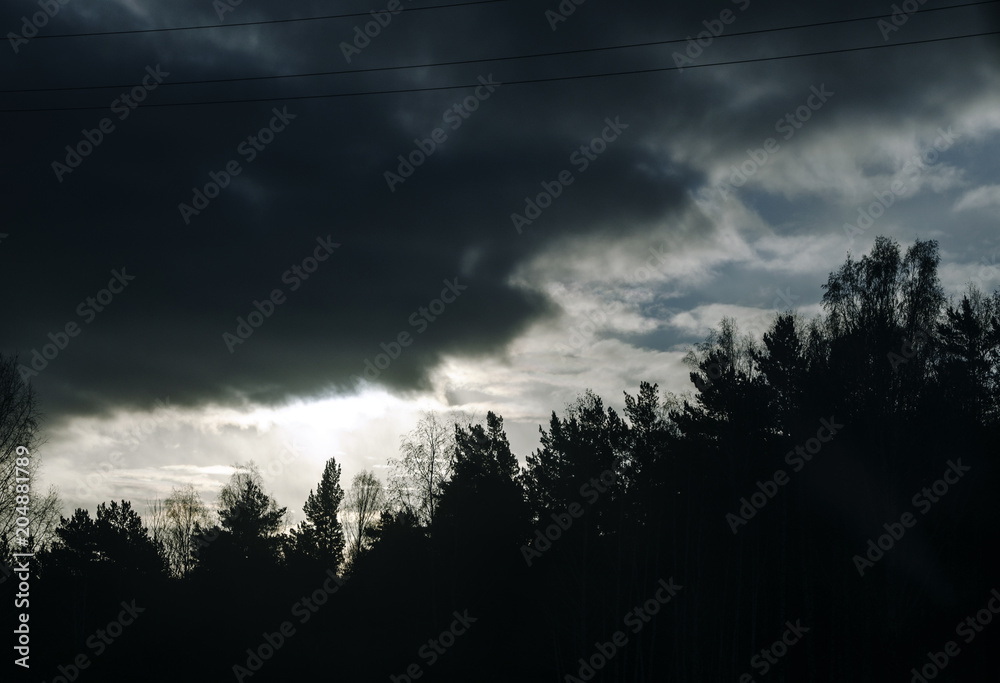 gloomy sunset and silhouettes of trees