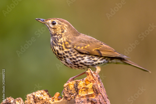 Song Thrush perched on log