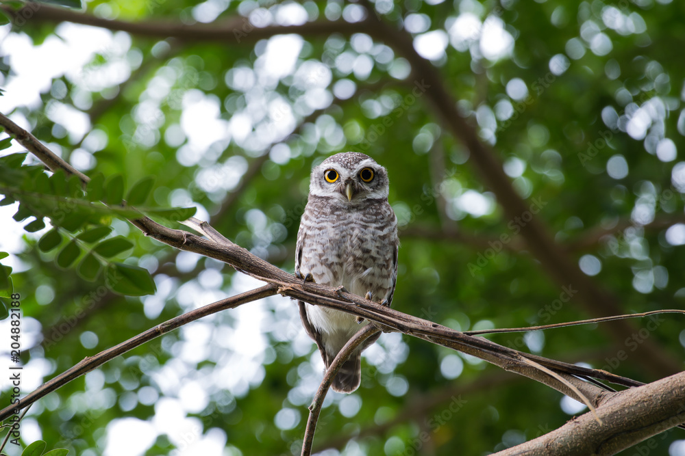 spotted owl in Thailand spotted owl in Thailand