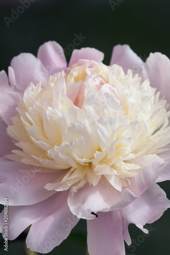 White peony head bloomed with an ant