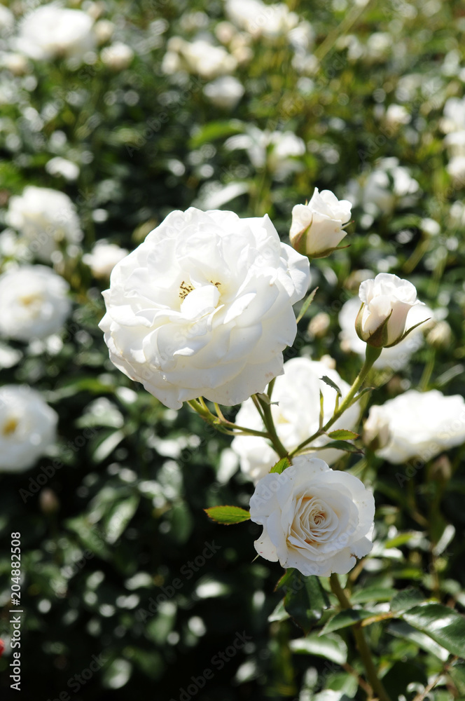 白い薔薇 白い薔薇