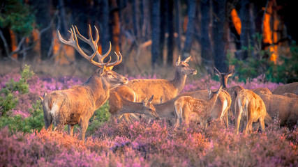 Stickers Hert Groep edelherten op de heide  © creativenature.nl