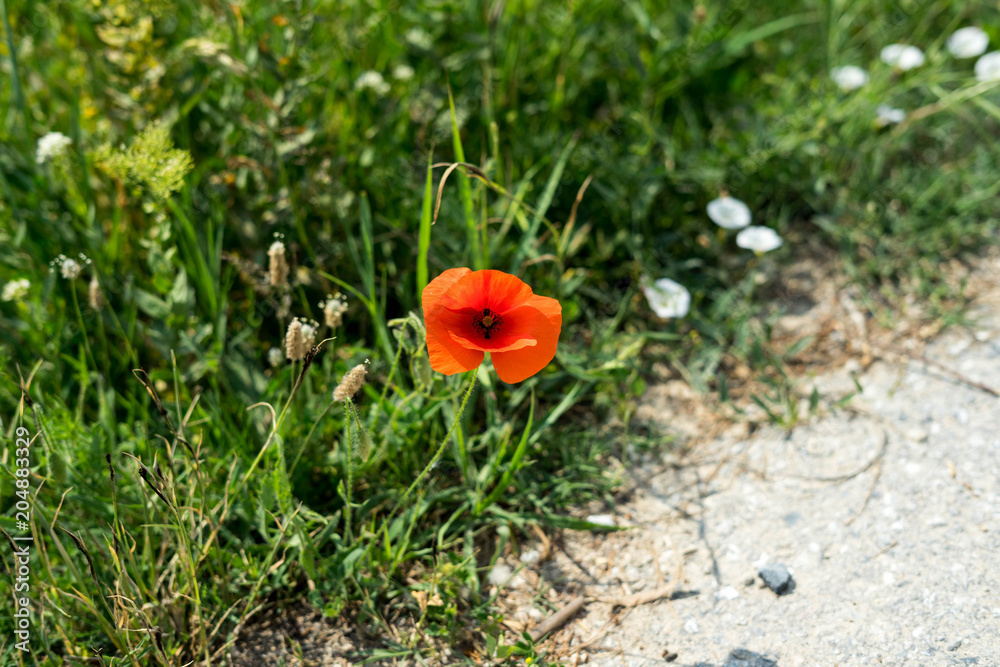 Poppies in blossom during spring in Halkidiki, Greece Poppies in blossom during spring in Halkidiki, Greece