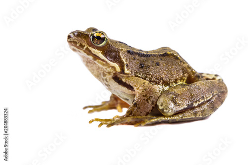 Common frog on white background