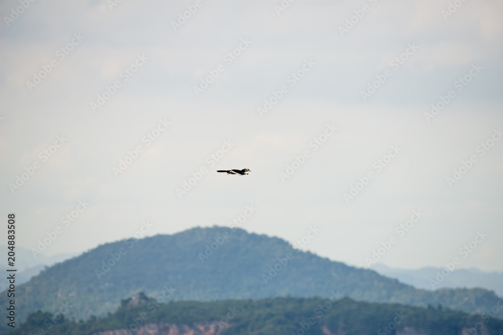hornbill at Khao Yai national park, THAILAND hornbill at Khao Yai national park, THAILAND