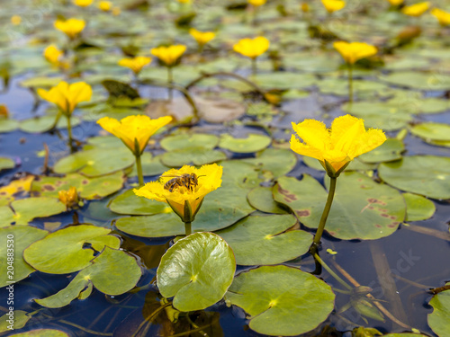Fringed Water lily with bee photo