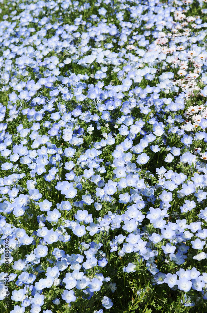 Fototapeta premium 青い小花
