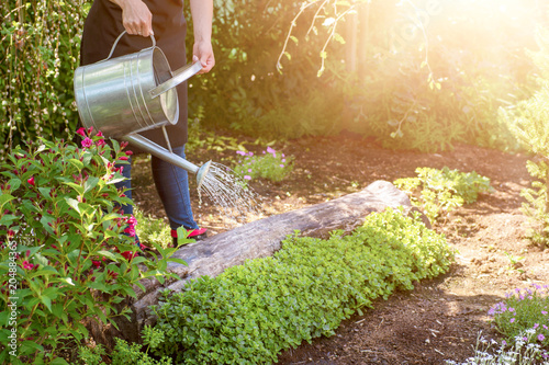 Unrecognisable woman watering flower bed using watering can. Gardening hobby concept. Flower garden image with lens flare. © andreaobzerova