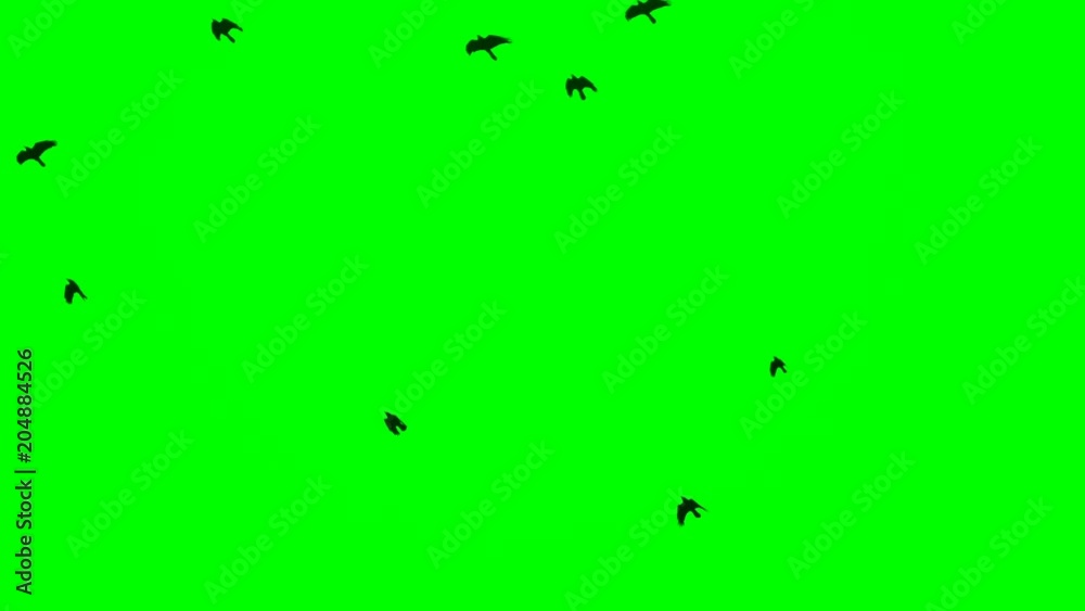 Black ravens flying on top over the head Chroma Key footage green screen background Black ravens flying on top over the head Chroma Key footage green screen background