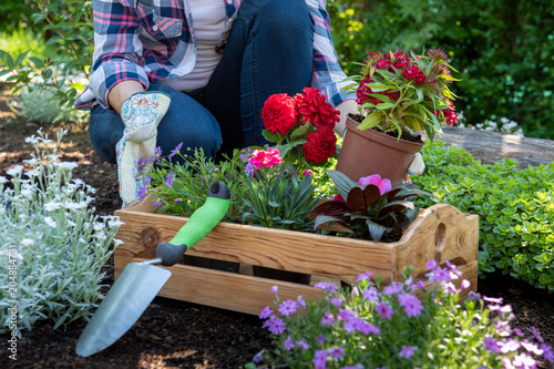 Unrecognizable female gardener holding wooden crate full of flowers ready to be planted in her garden. Gardening concept.