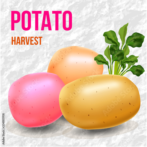 potatoes and sprout harvest day