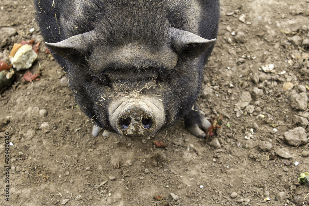 Vietnamese farm pig