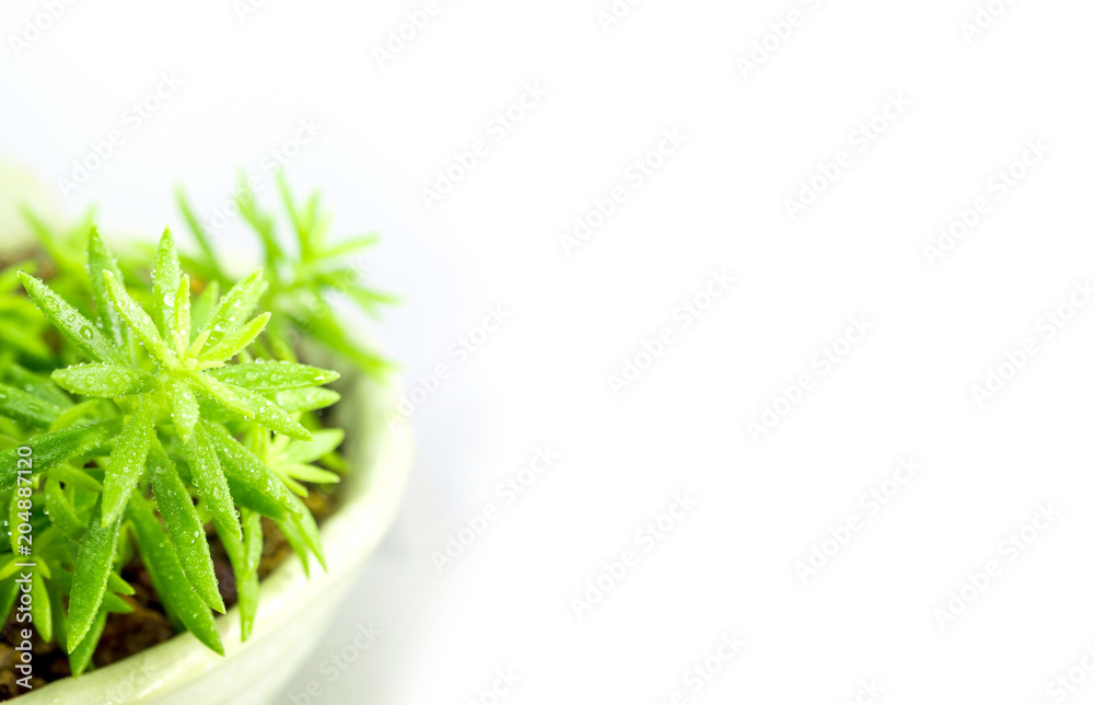 Fototapeta premium Succulent plant stonecrop, fresh leaves detail of sedum Angelina