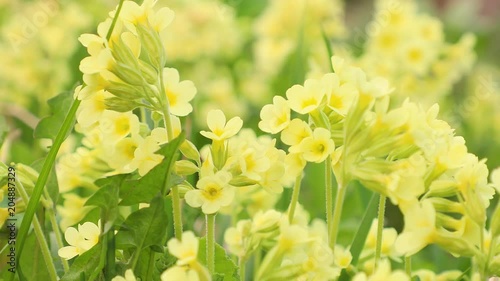 Yellow Primula blooming. Primrose flower