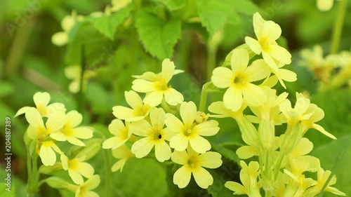 Yellow Primula blooming. Primrose flower