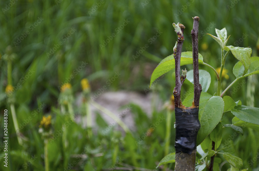 Grafting fruit trees. Farm, agriculture. Fresh cleft graft on a young fruit tree. Healing cleft