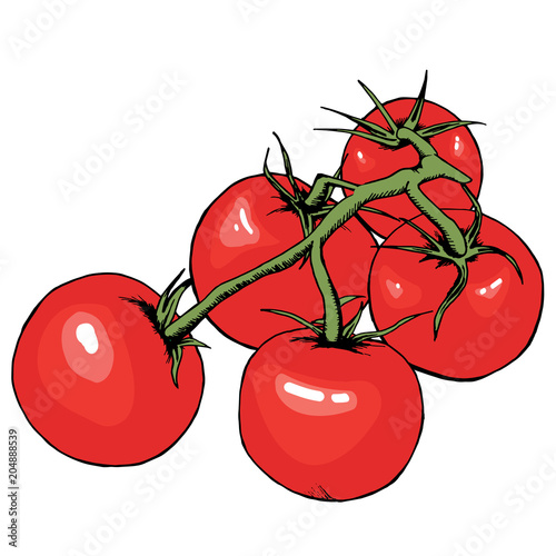 Tomato vector drawing. Isolated tomatoes on branch. Vegetable artistic style illustration. Detailed vegetarian food sketch. Farm market product. Great for label, banner, poster