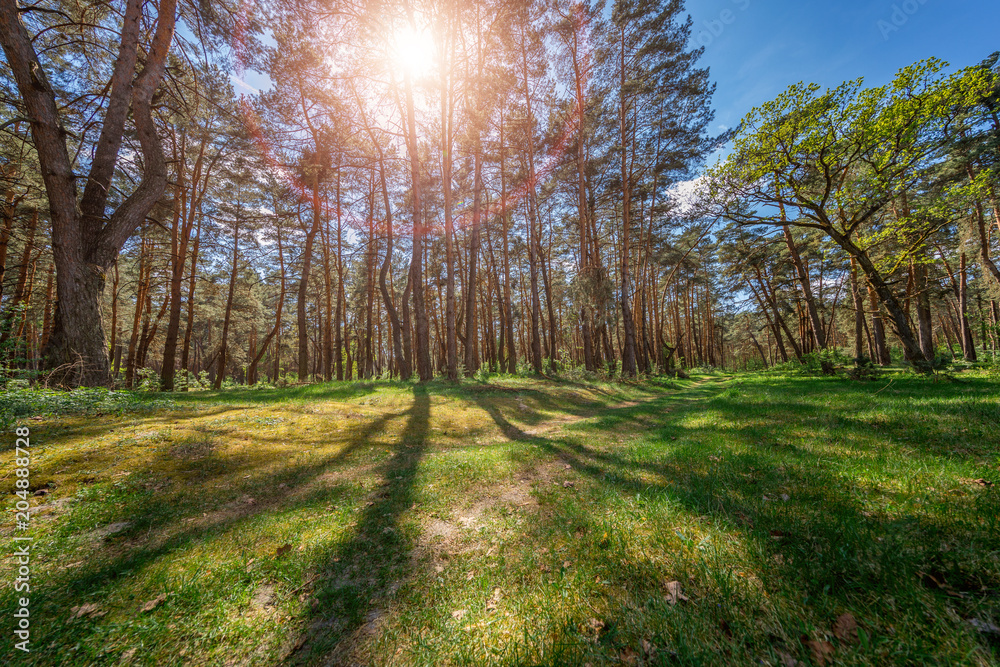 Fototapeta premium Straight, outstretched forests