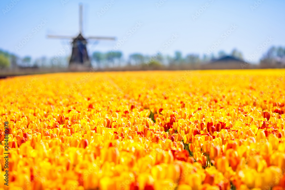 Tulip fields and windmill in Holland, Netherlands.