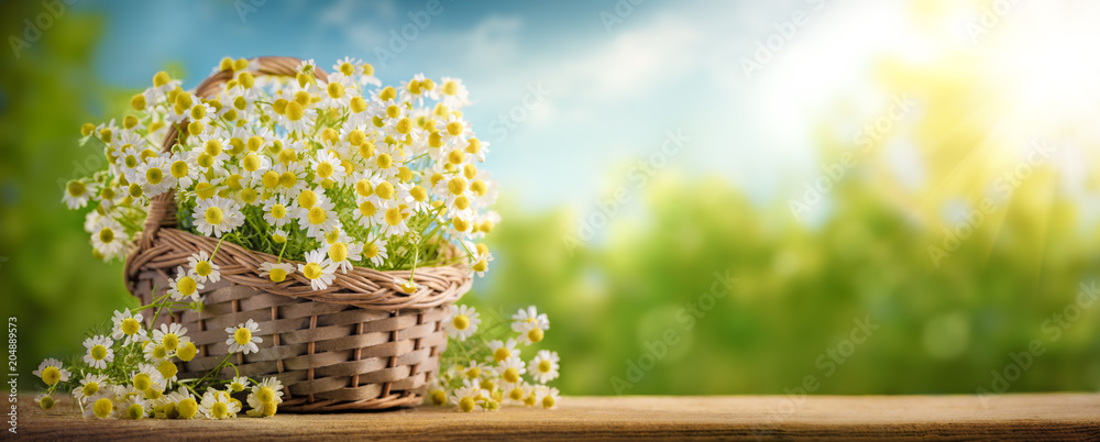 Basket of chamomile flower - obrazy, fototapety, plakaty 