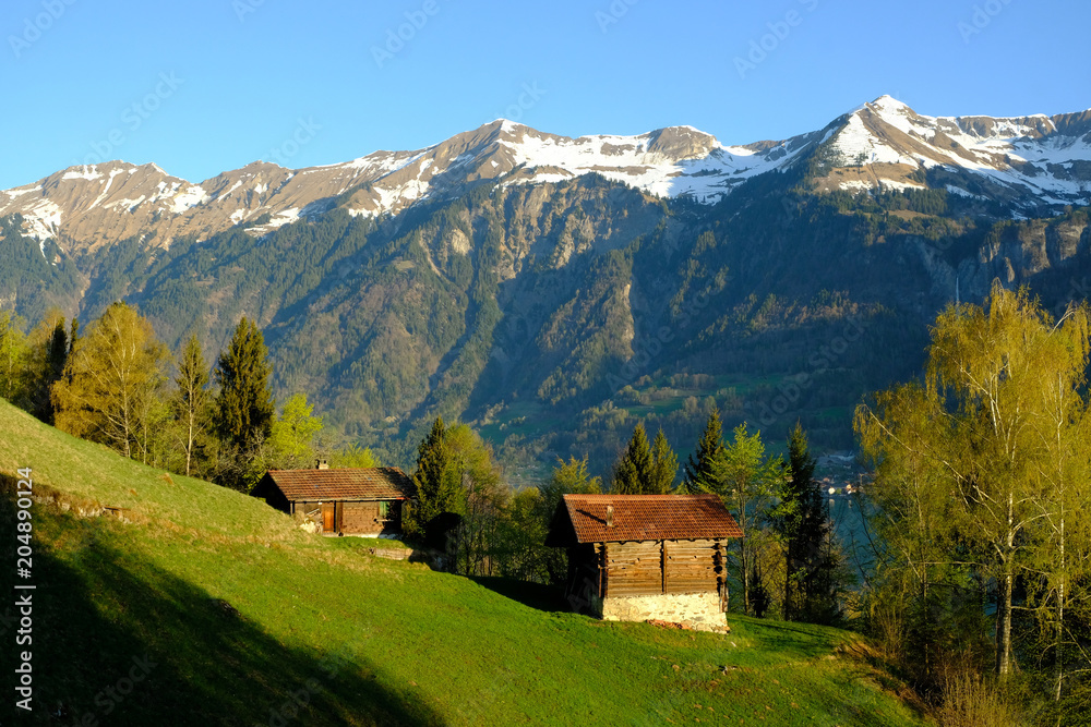 Swiss alpine meadows in early morning light, Switzerland