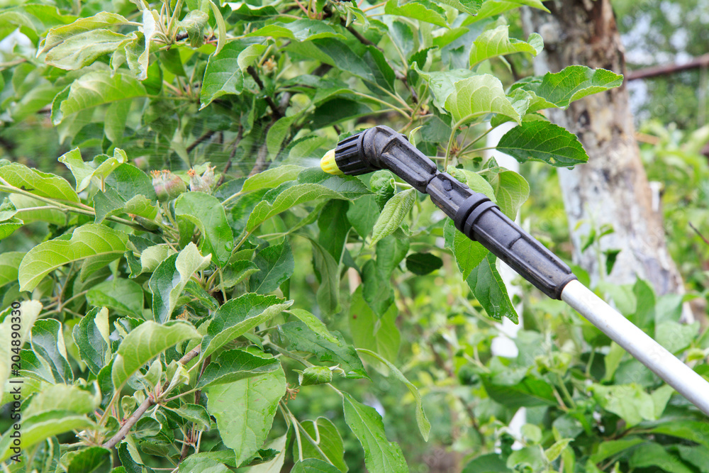 Protecting young apple tree from fungal disease or vermin with pressure ...
