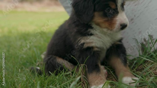 Adorable Burnese Mountain dog sitting near a front porch chews at some long grass in slow motion photo