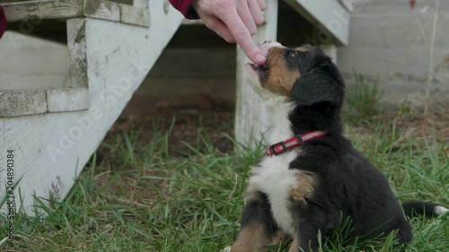Adorable Burnese mountain dog nips and nibbles at its owner's finger while sitting in the grass near a front porch photo