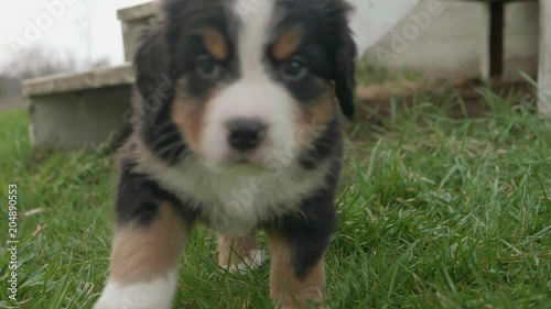 Adorable burnese mountain dog puppy walks towards the camera in slow motion photo