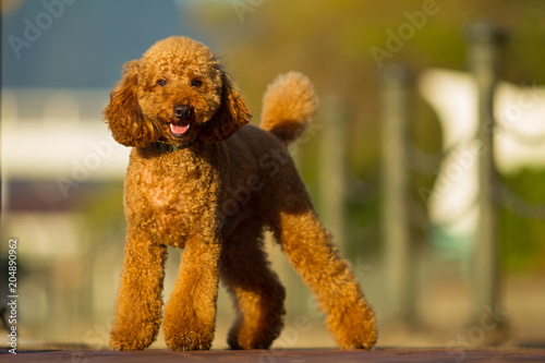 Poodle looks towards