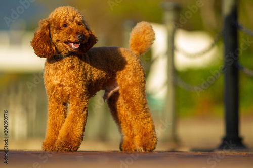 Poodle looks to right